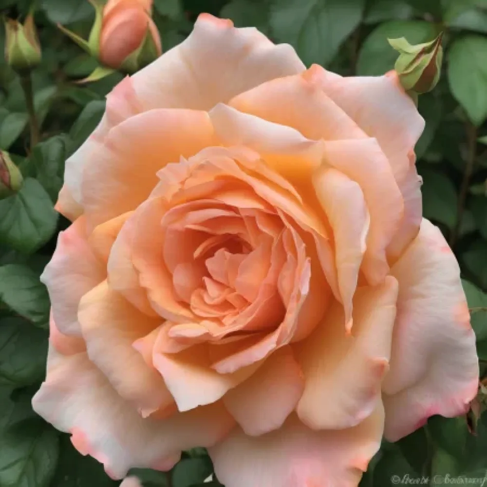 Ros 'Noble Peach'