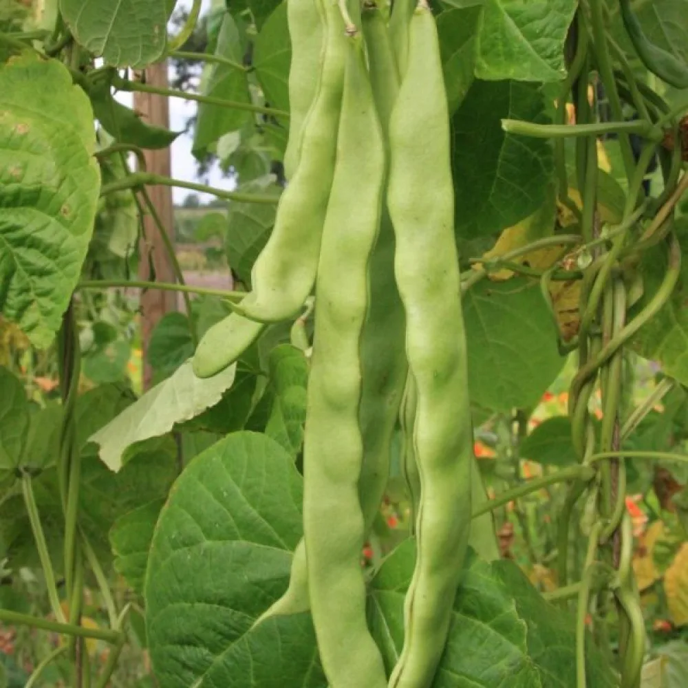 Störböna 'Hilda'