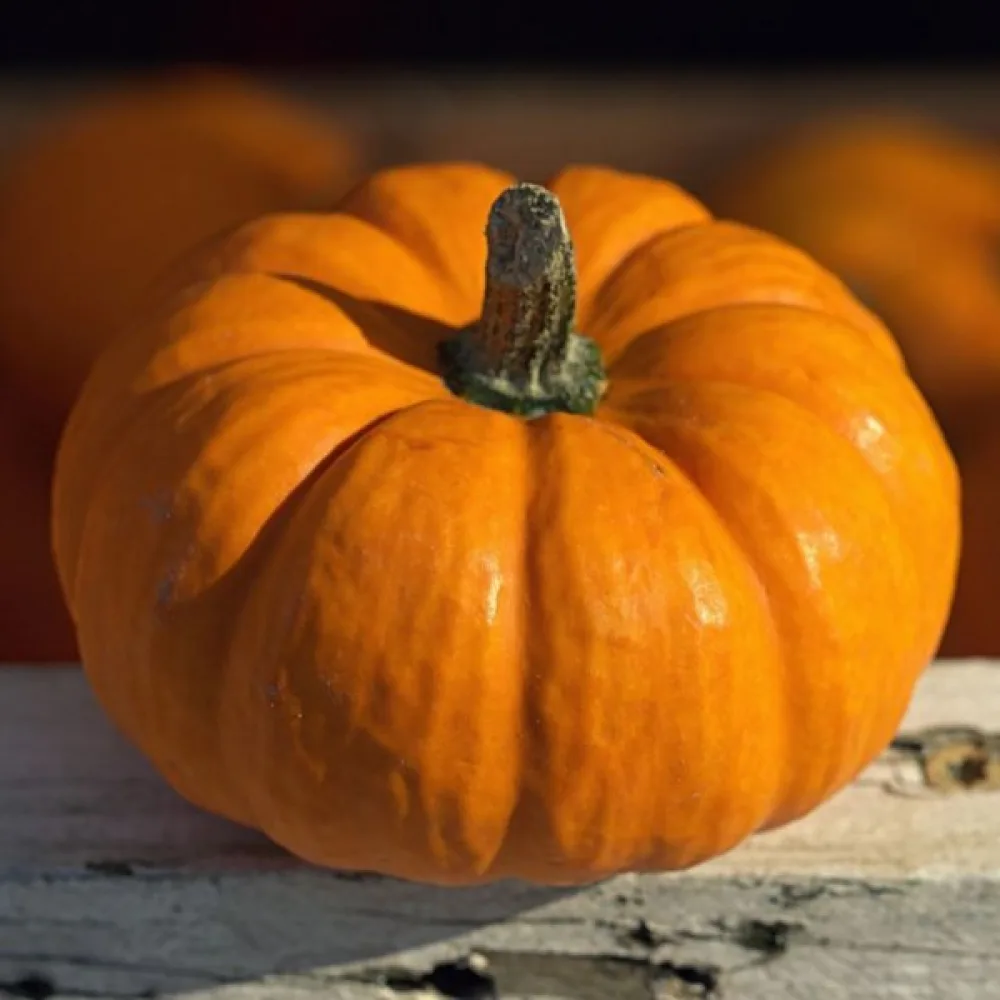 Minipumpa 'Jack be Little'
