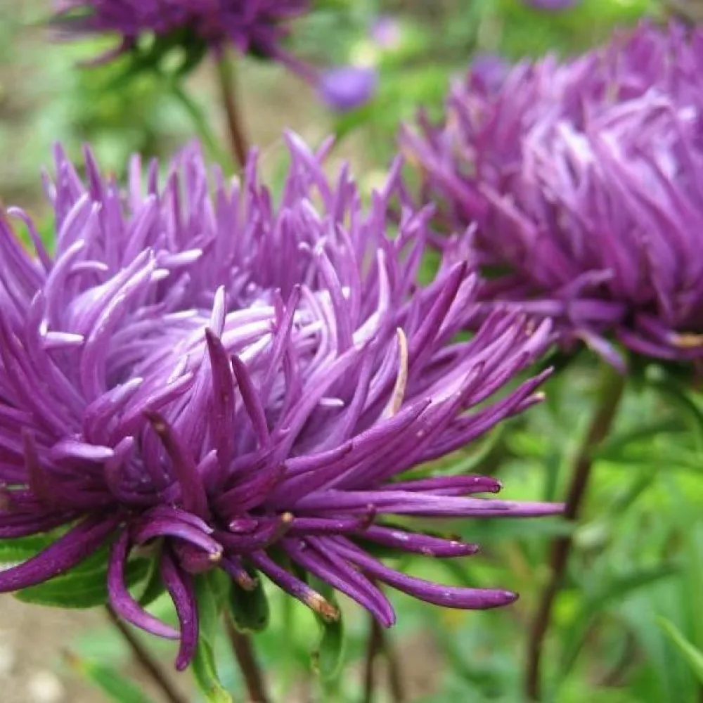 Sommaraster 'Harz' violett