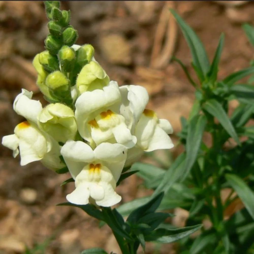 Lejongap 'Monarch White'