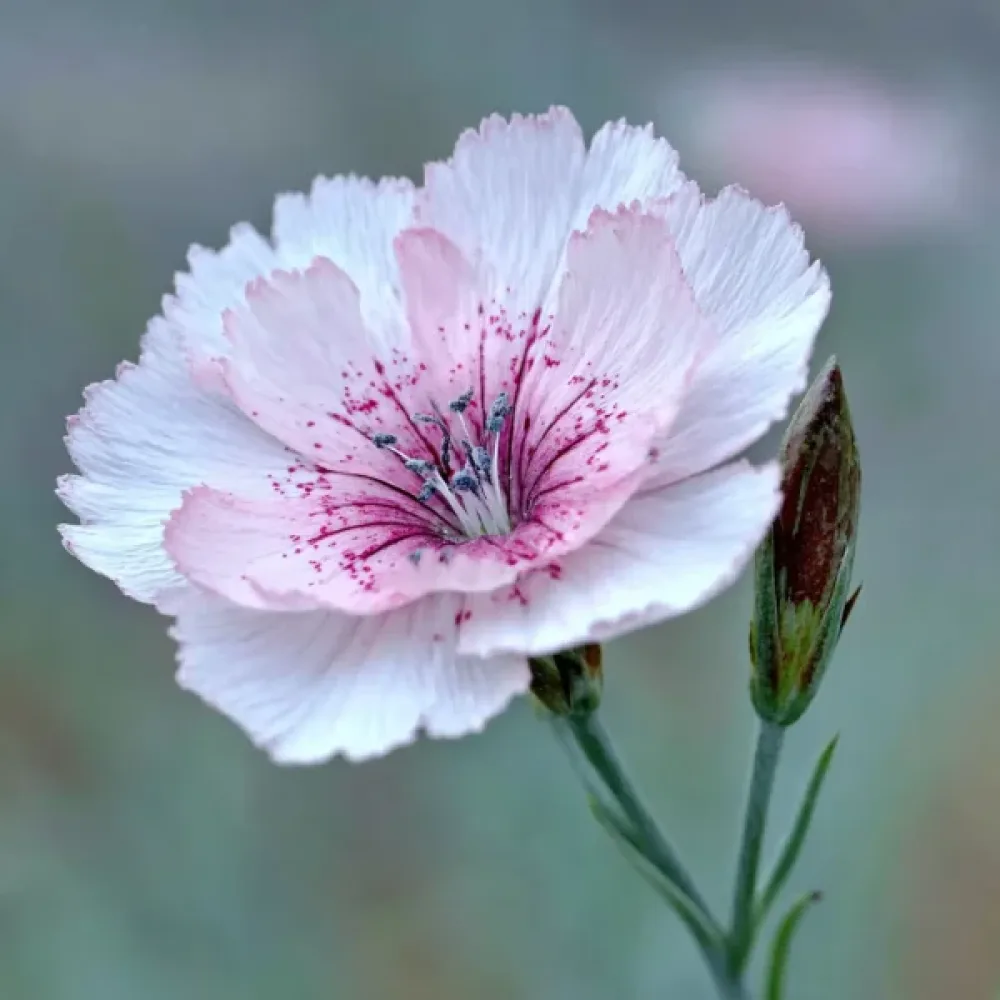Vild nejlika, rosa, enkel