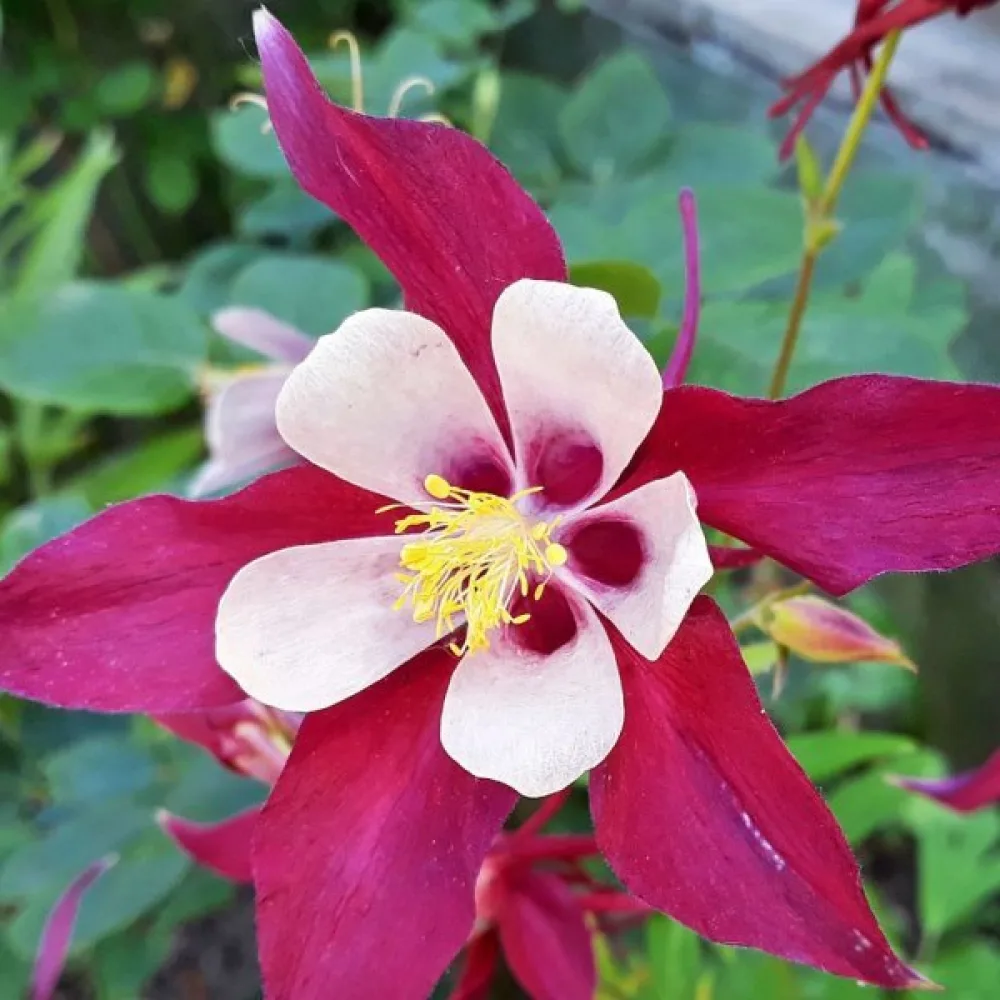 Akleja 'Crimson Star'