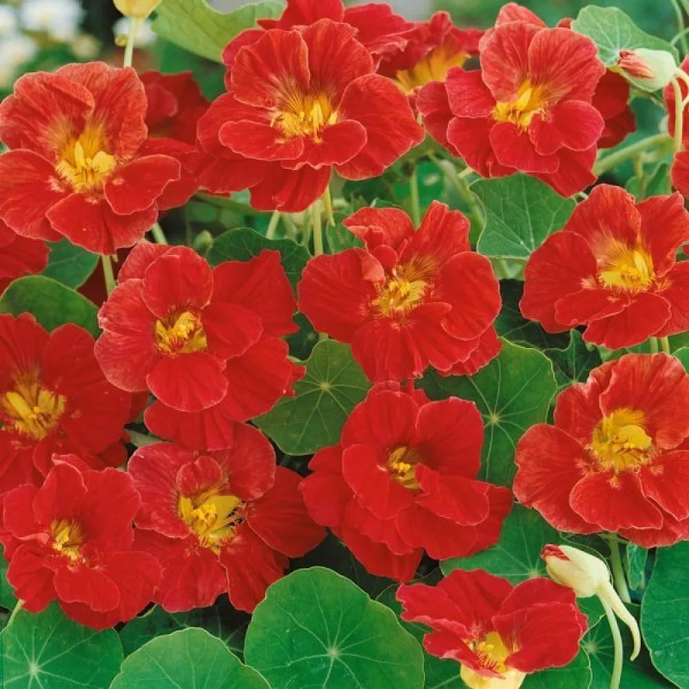 Krasse 'Mahogany Jewel'