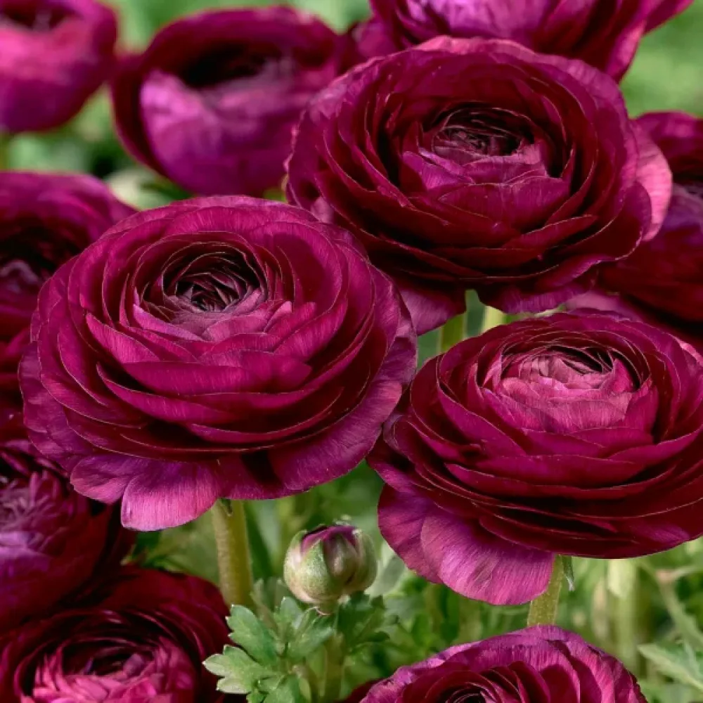 Ranunkel 'Purple Tomer'