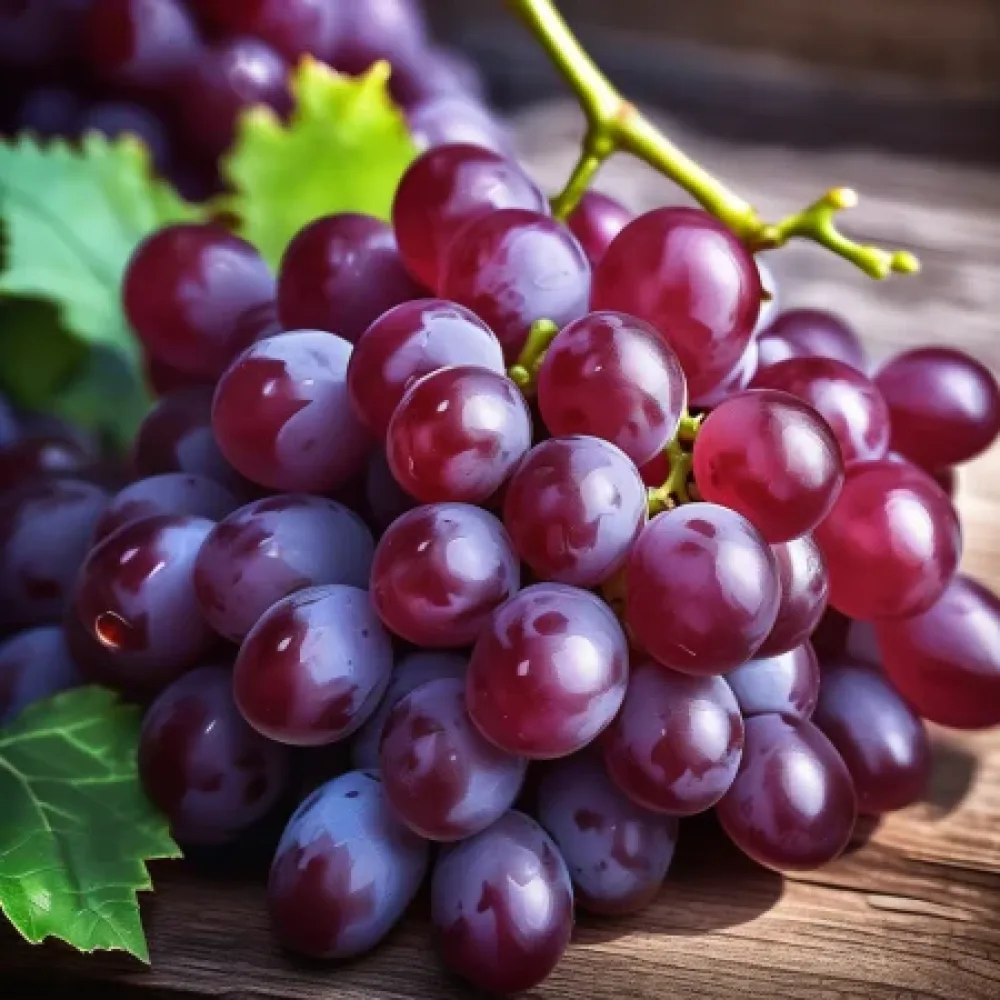 Vinranka 'Ruby Seedless' – kärnfri druva, sen