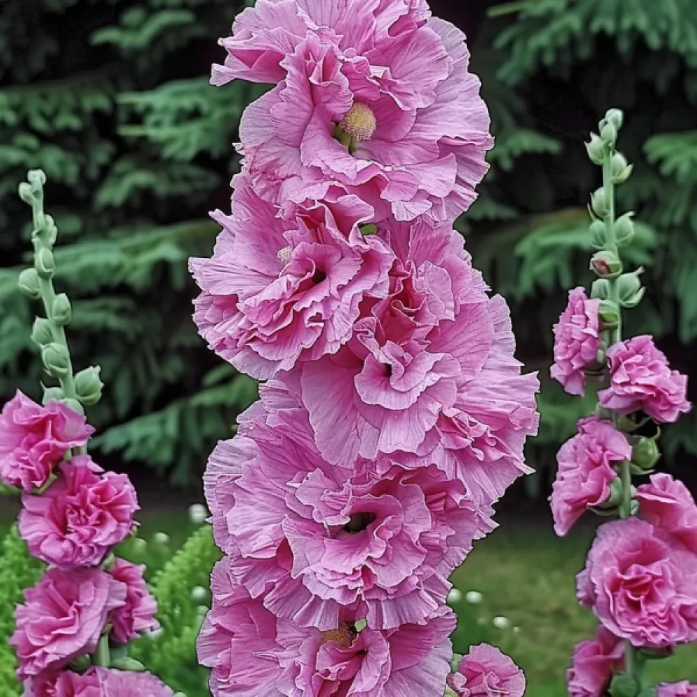 Stockros 'Chaters', rosa