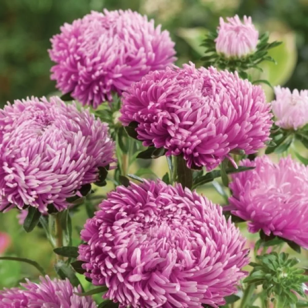 Sommaraster pionblommig – lila