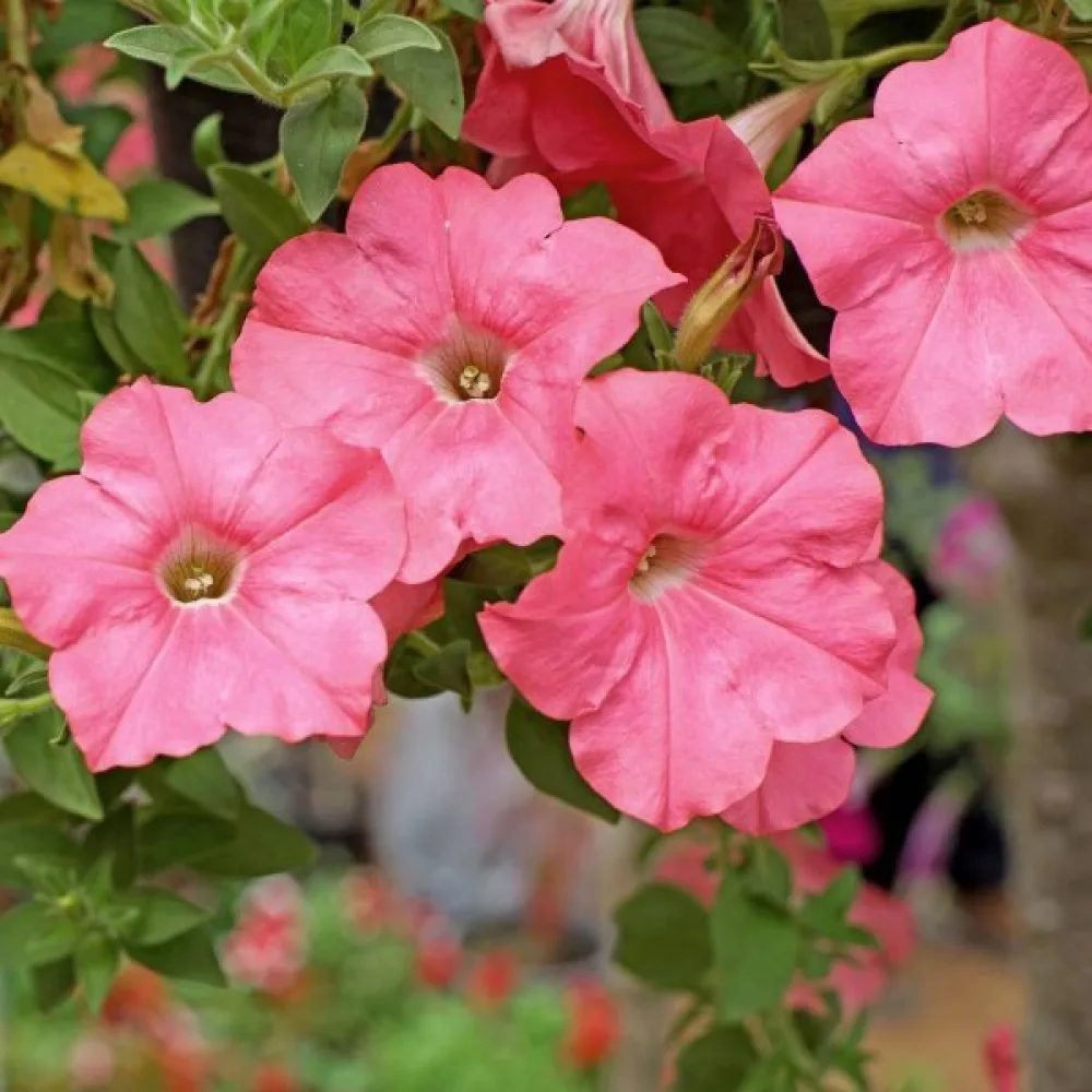 Petunia 'Salmon'