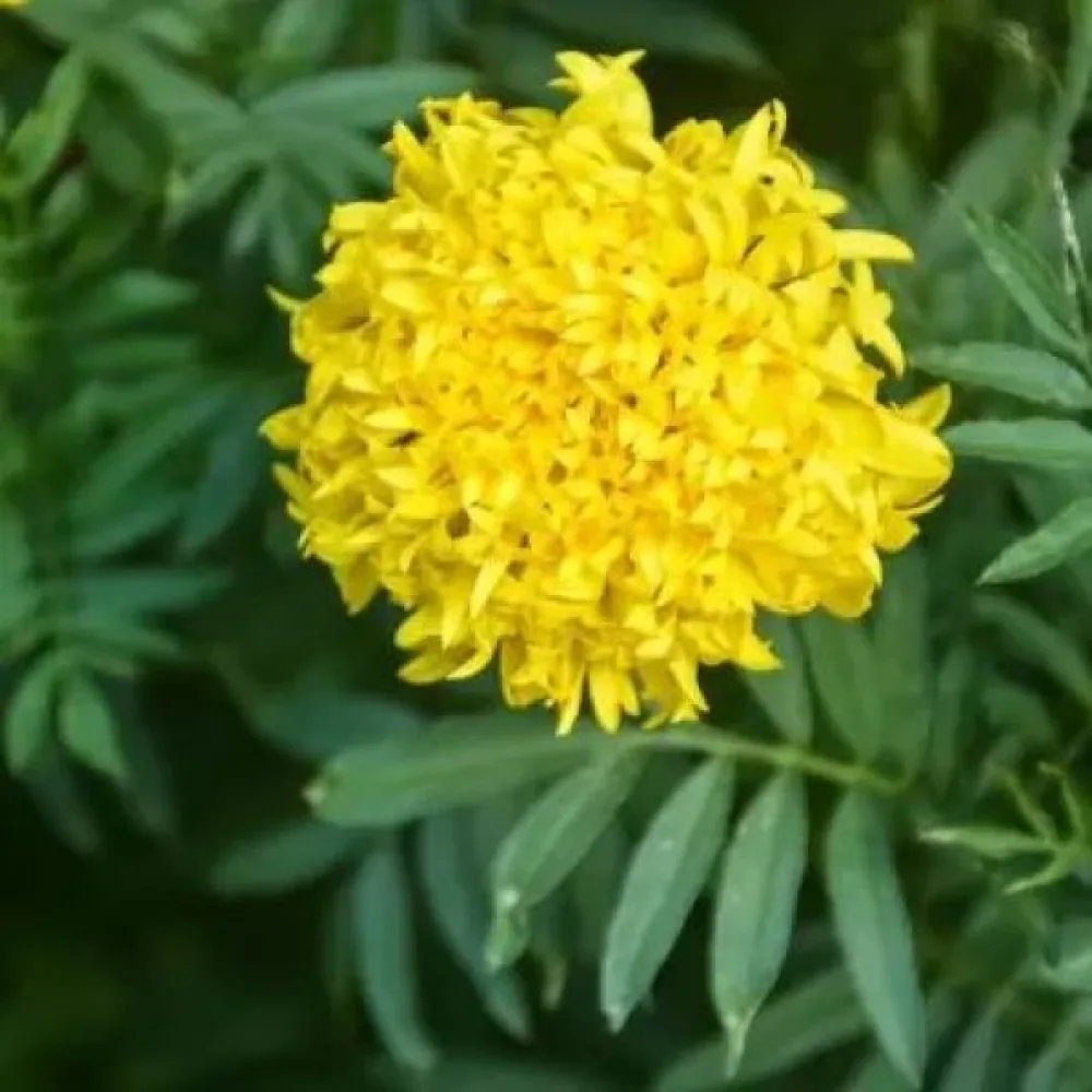 Afrikansk tagetes 'Fantastic Yellow'