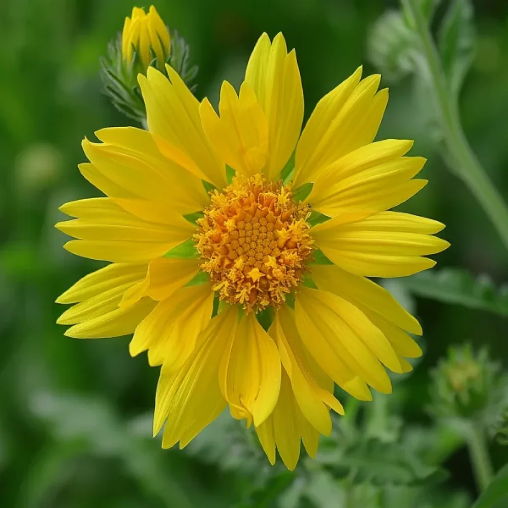 Kokardblomster 'Aurea Pura', gul
