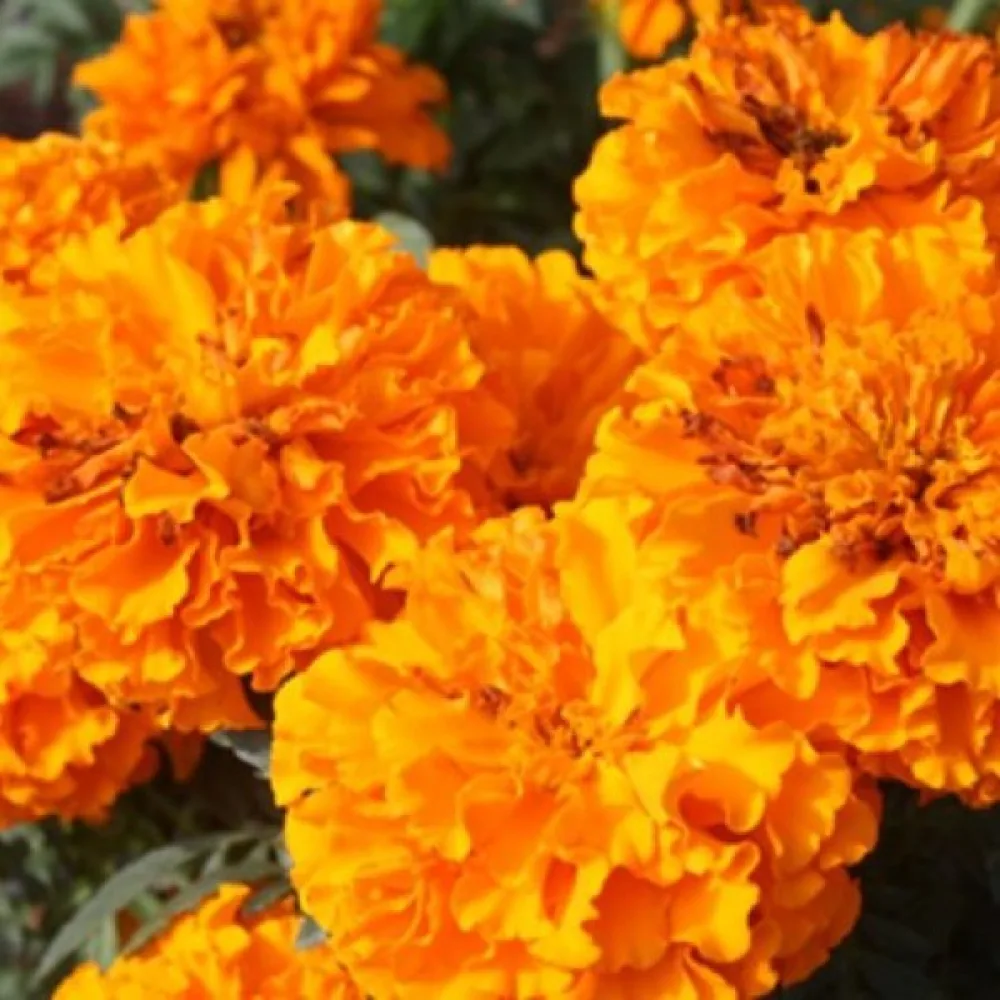 Afrikansk tagetes 'Fantastic Orange'