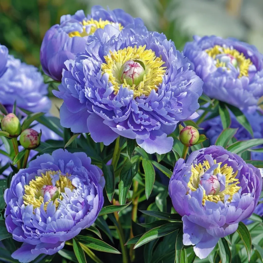 Sommaraster – pionblommig, ljusblå