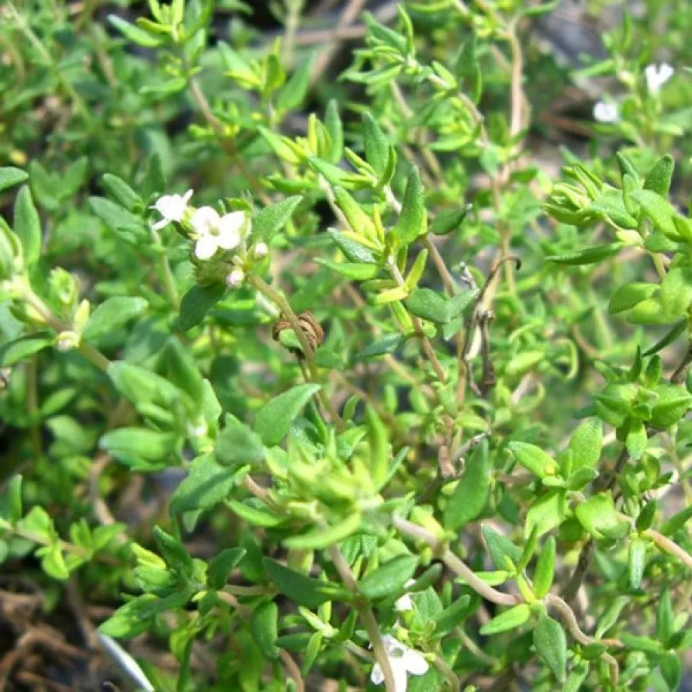 Timjan Thymus vulgaris