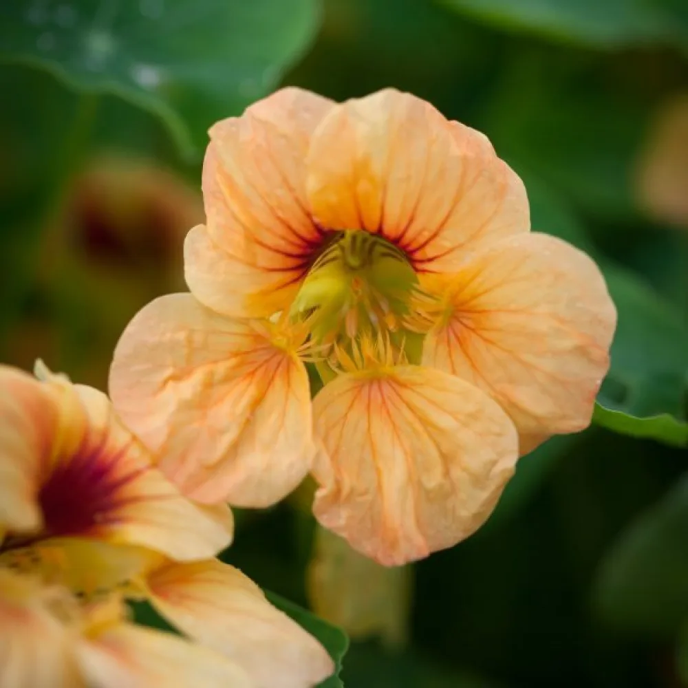 Krasse 'Apricot'