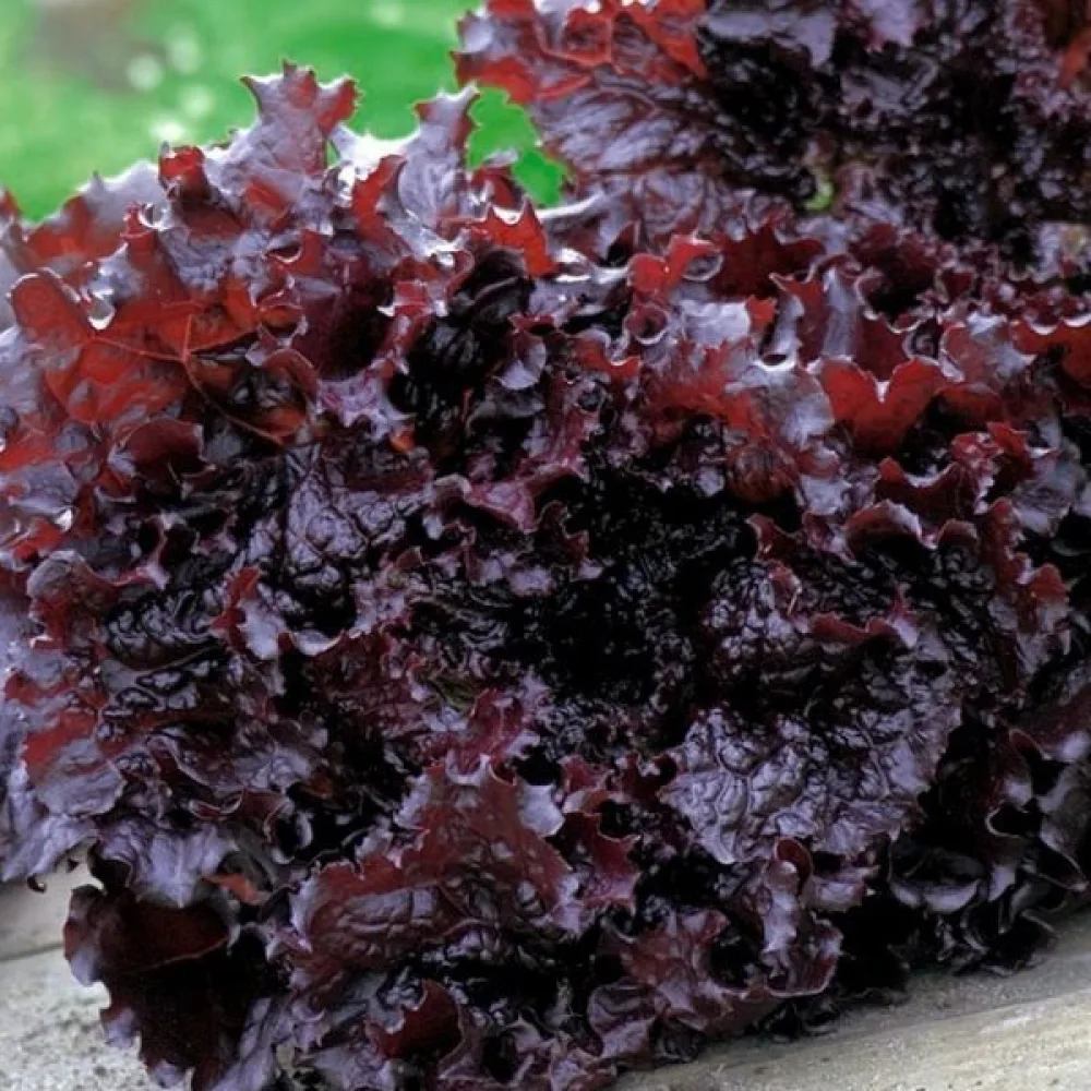 Sallad 'Apache'