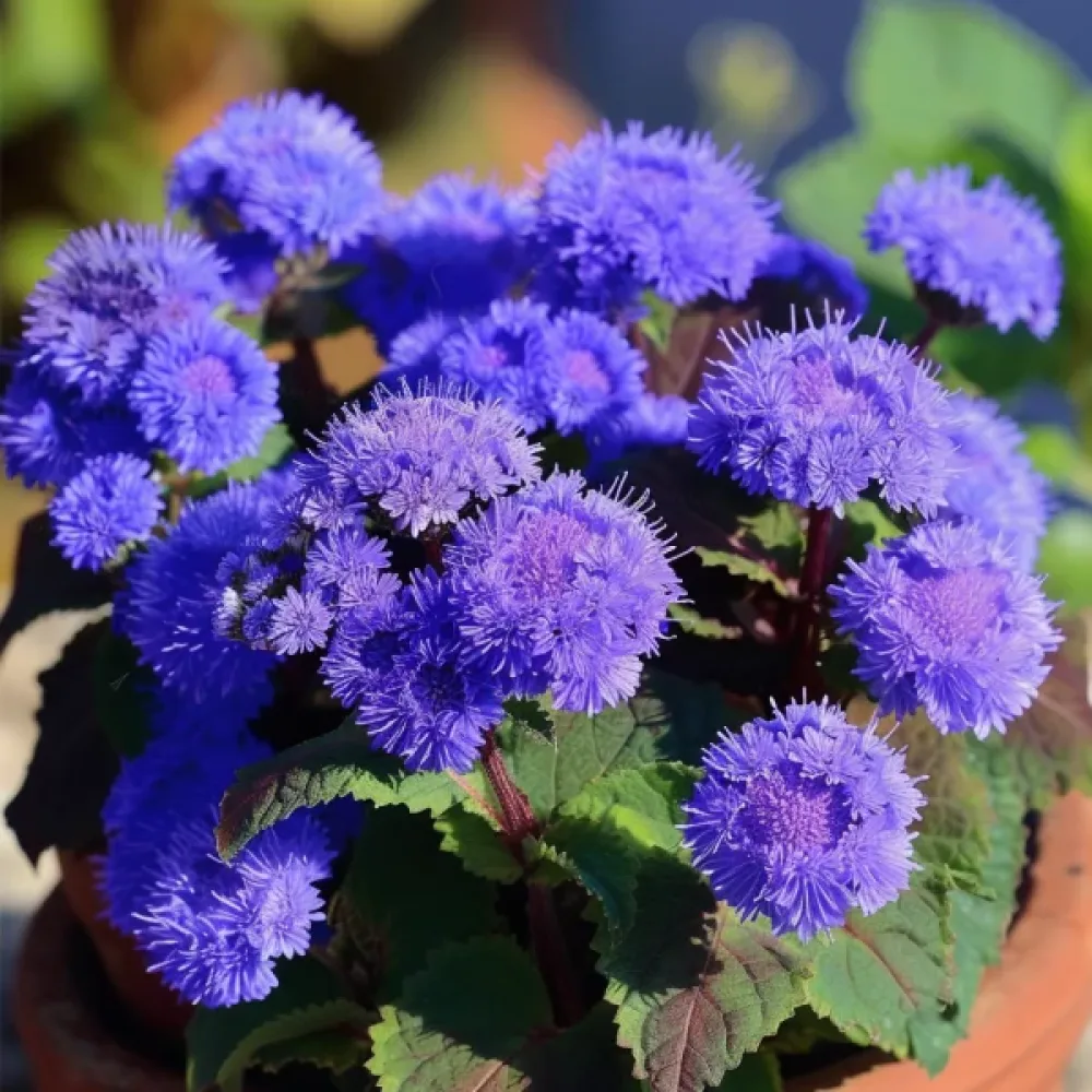 Ageratum, blå