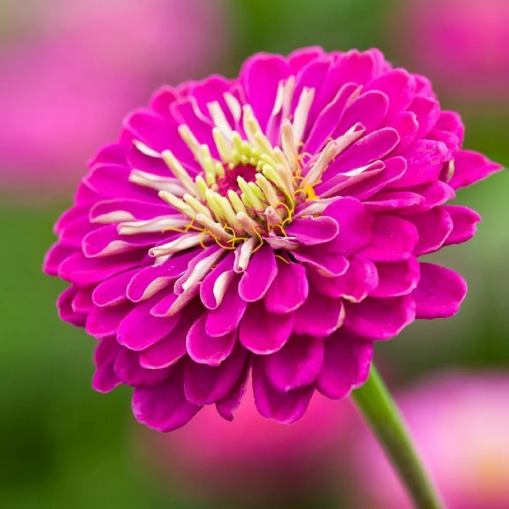 Zinnia 'Purple Prince'