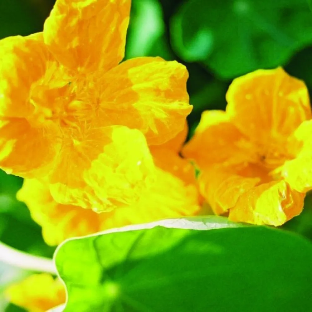 Krasse 'Golden Gleam'