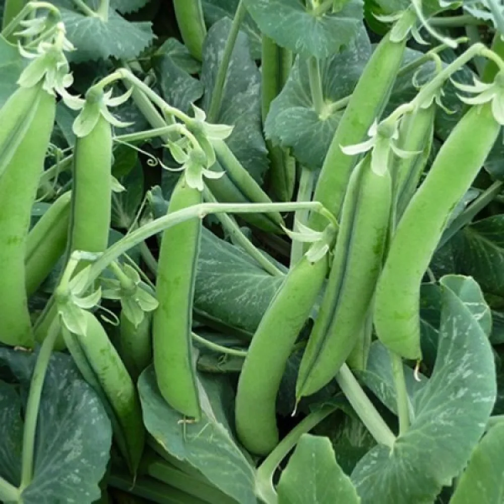 Märgärt 'Rondo'