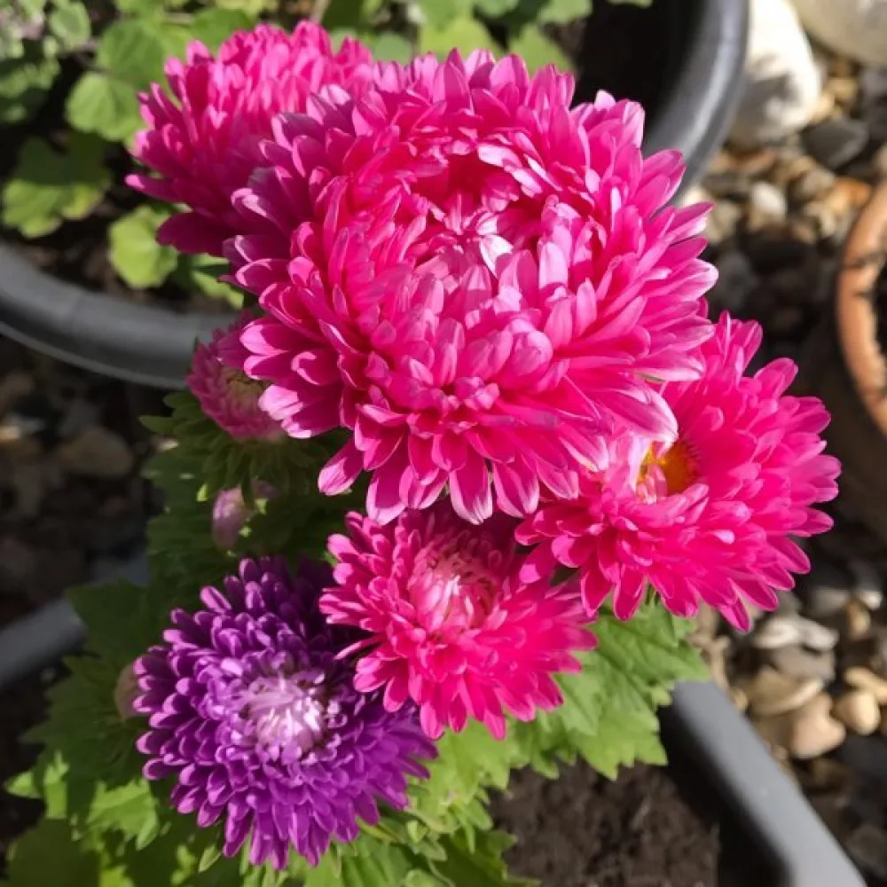 Sommaraster 'Milady' ljusrosa