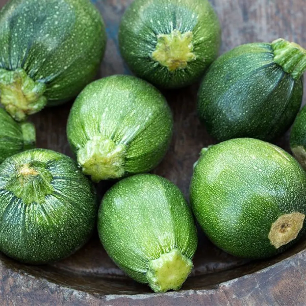 Zucchini 'Tondo di Piacenza'
