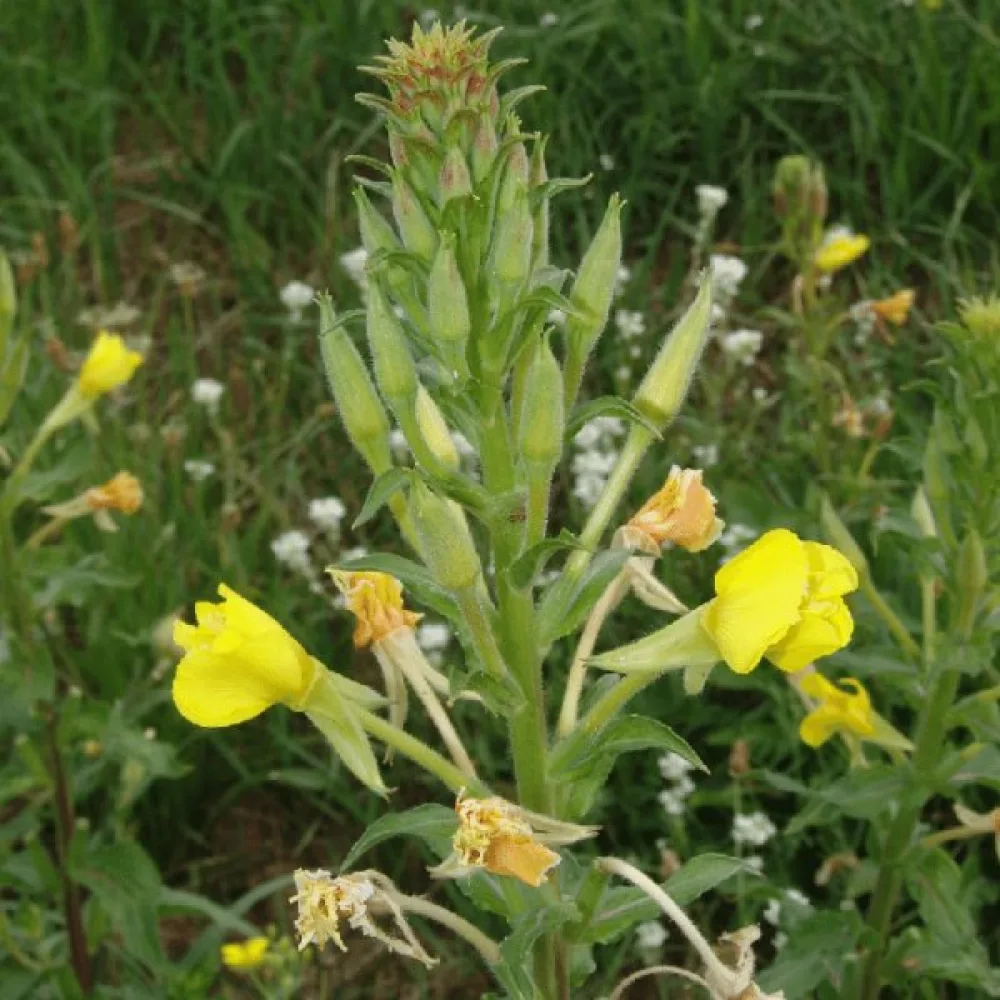 Nattljus Oenothera paradoxa