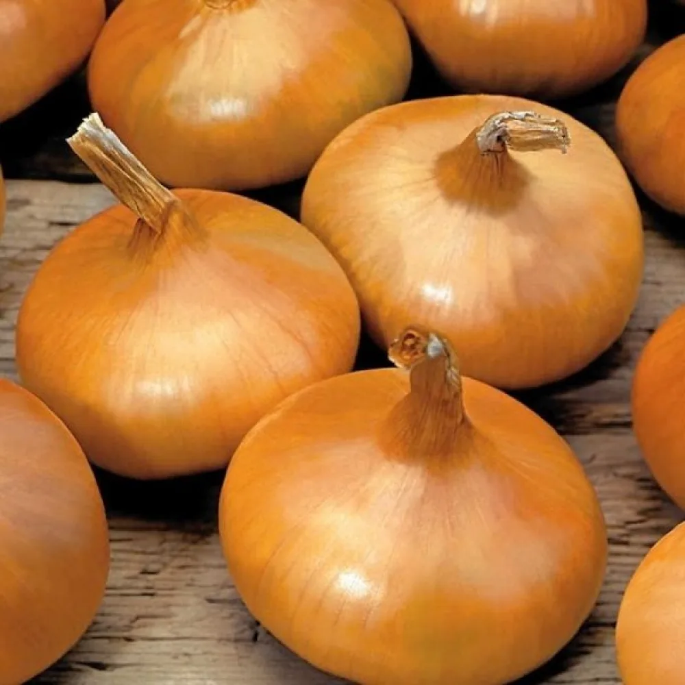 Matlök 'Stuttgarter Riesen'