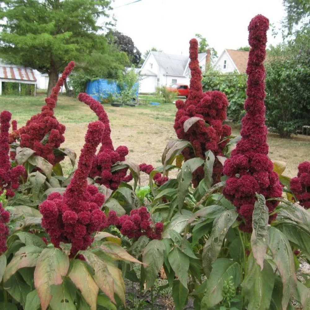 Amarant 'Tower Red'