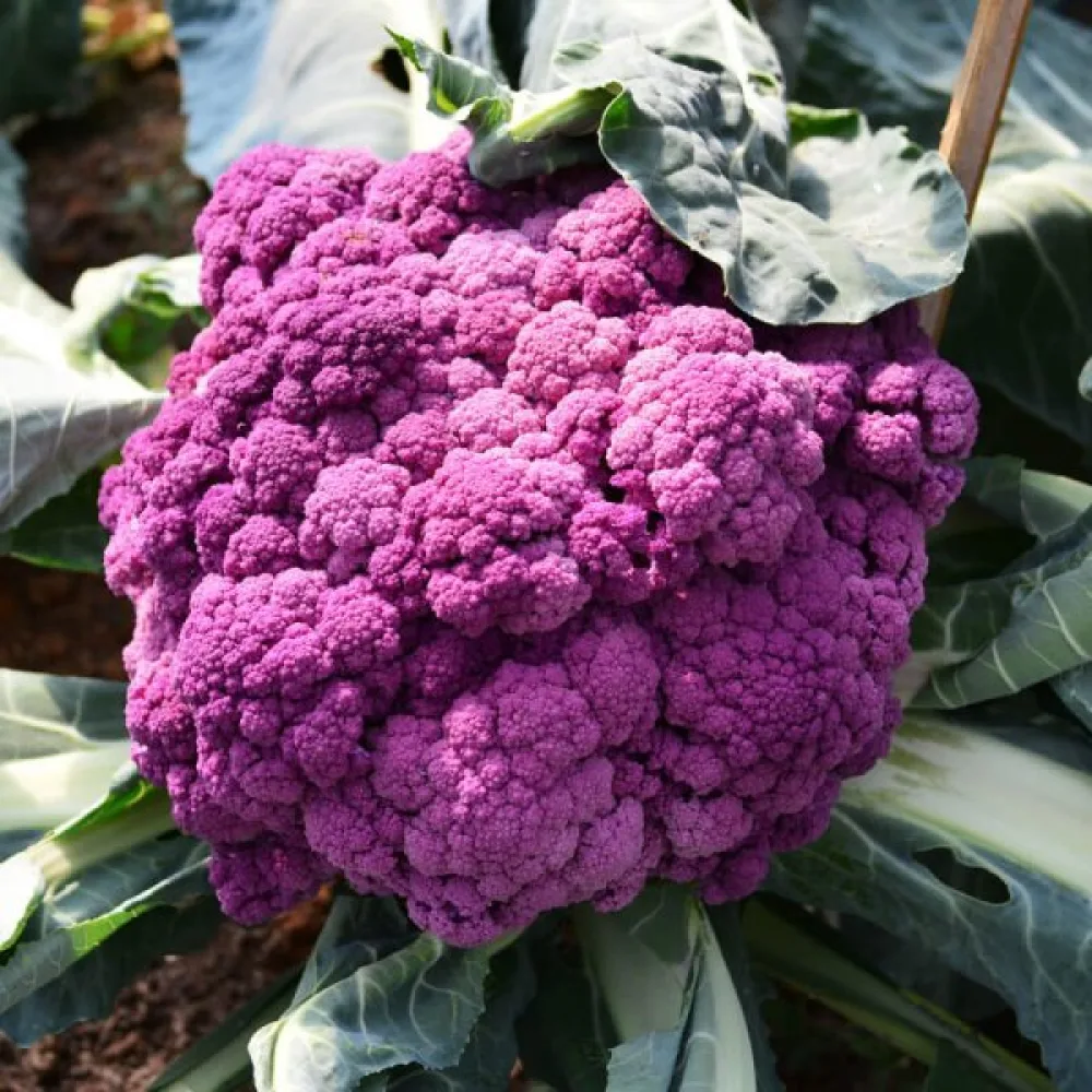 Blomkål 'Di Sicilia Violetto'