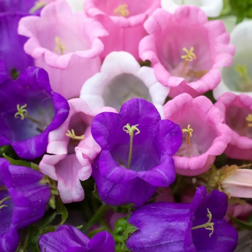 Mariaklocka Campanula medium – mix