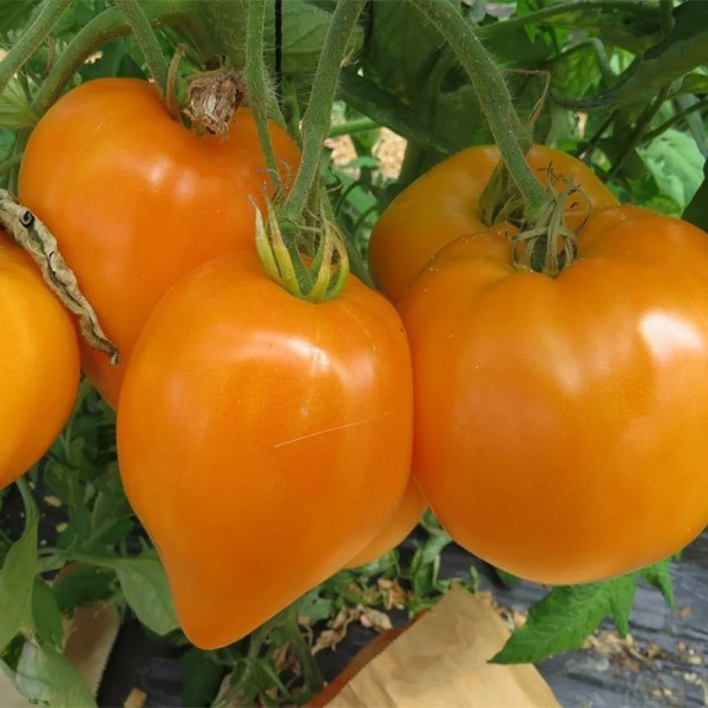 Tomat 'Oxheart Orange'