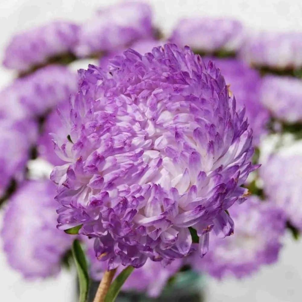 Sommaraster 'Apollonia' – silverrosa