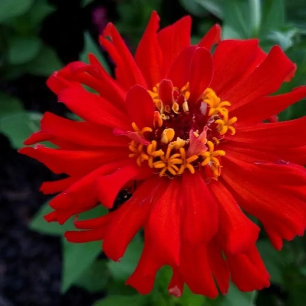 Zinnia 'Red Man'
