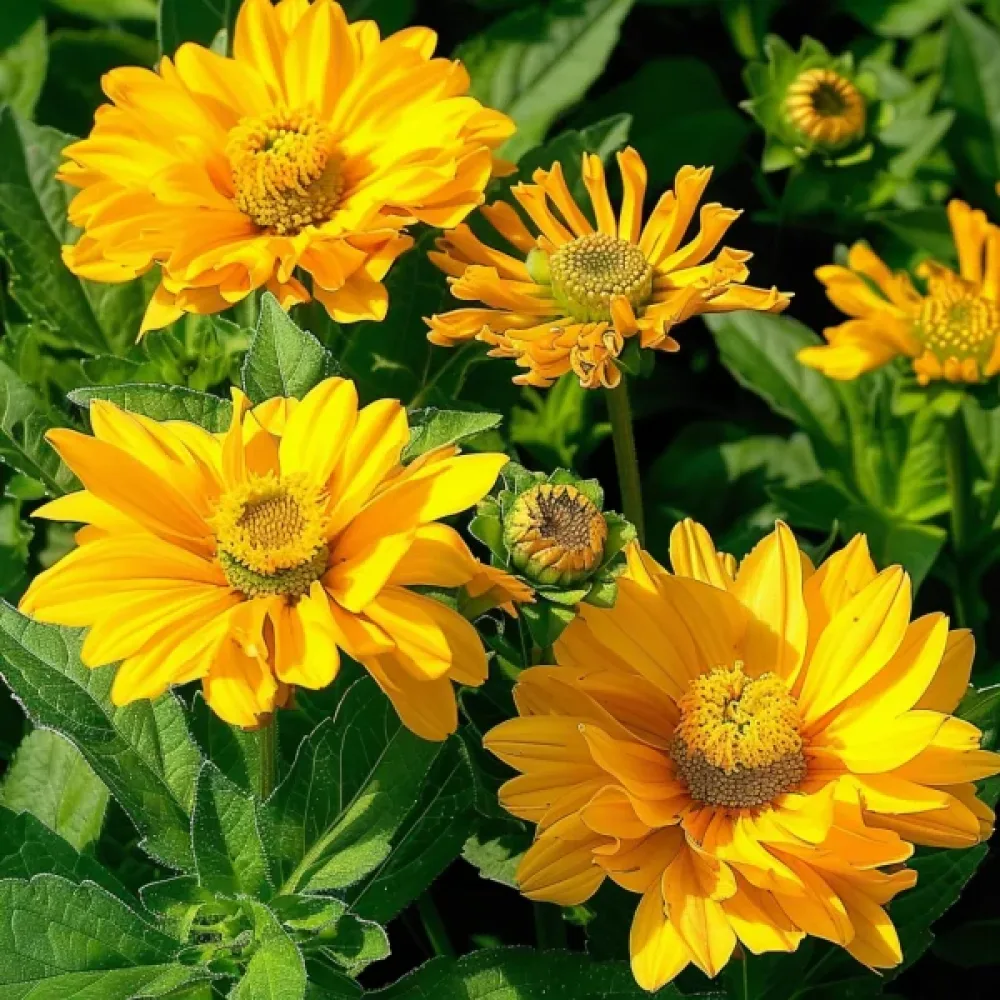Solöga 'Summer Sun'