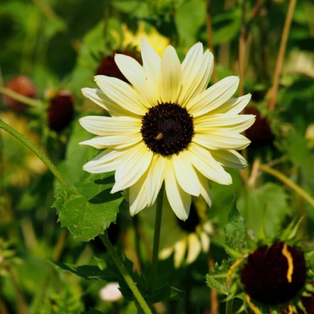 Solros 'Vanilla Ice'