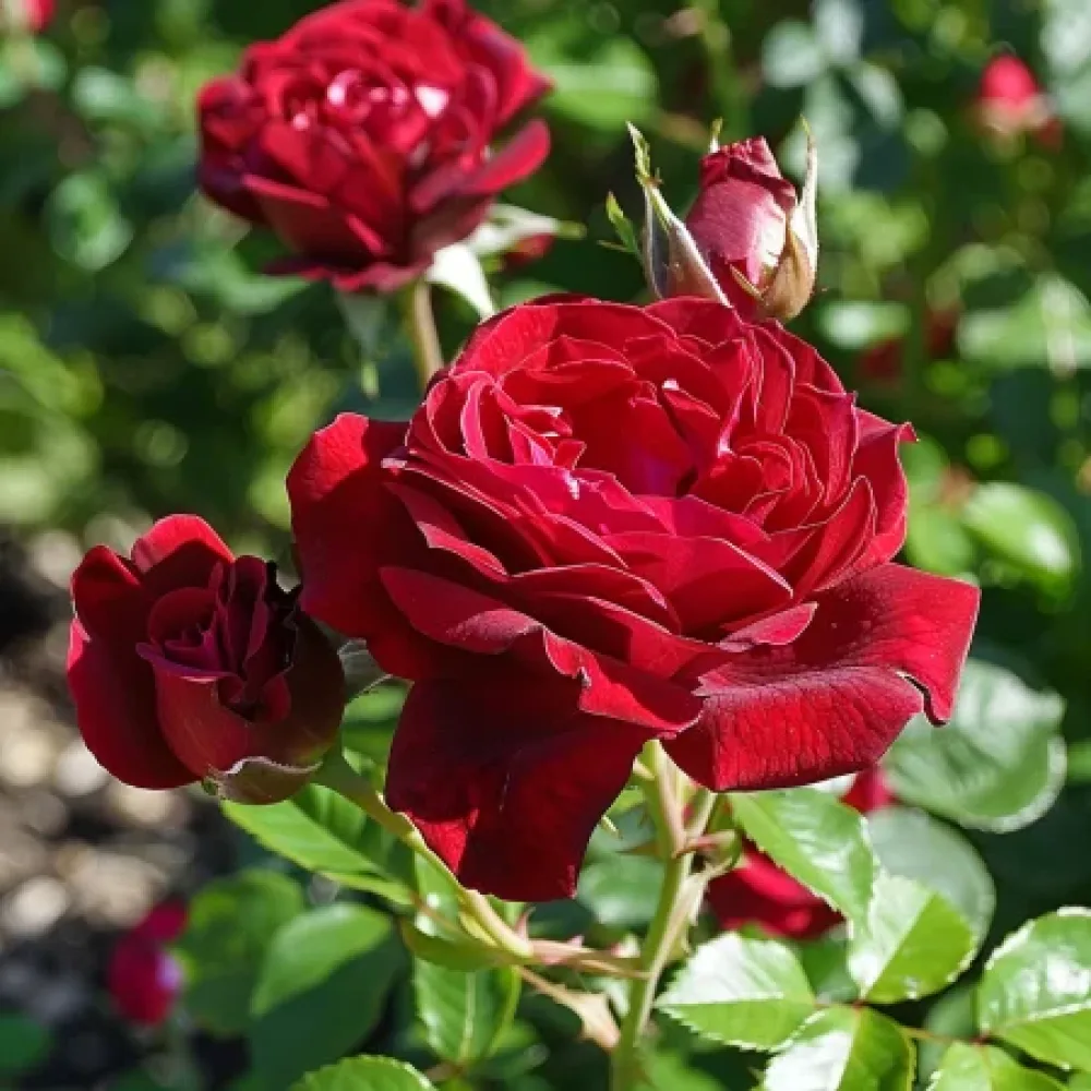 Ros 'Dark Red Fairytale' – barrotad