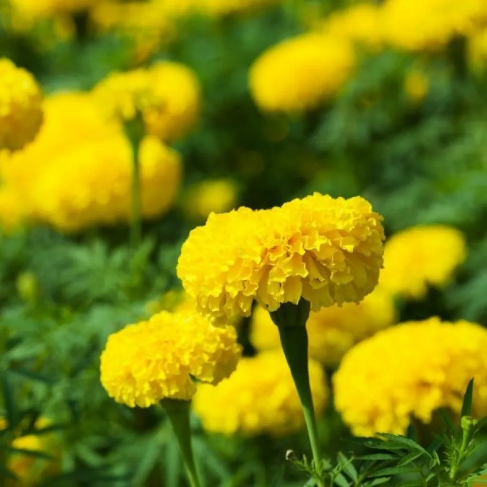Fransk tagetes 'Lemon Drop'