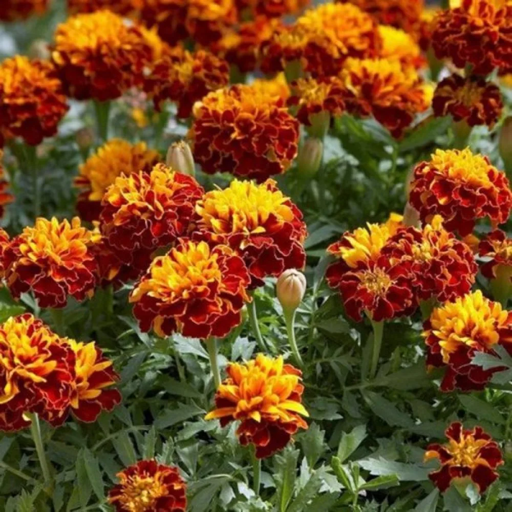 Fransk tagetes 'Boy Spry'