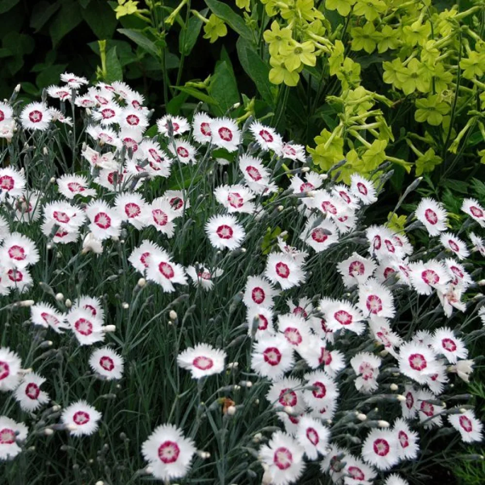 Fjädernejlika – enkelblommig mix