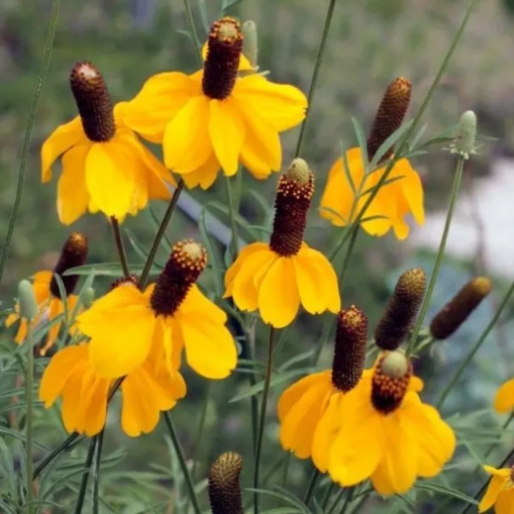 Mexikansk hatt Ratibida columnifera