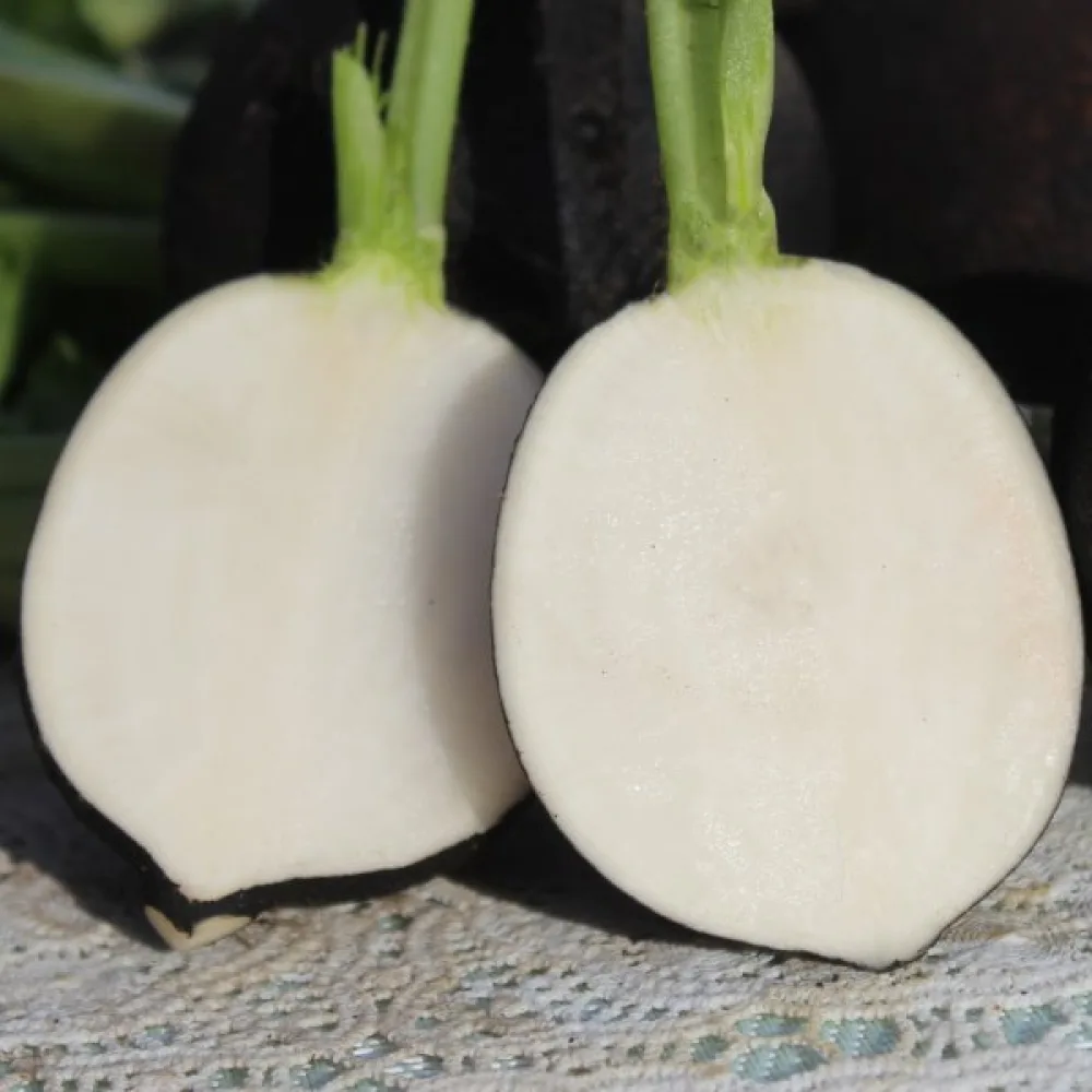 Vinterrättika 'Murzynka'