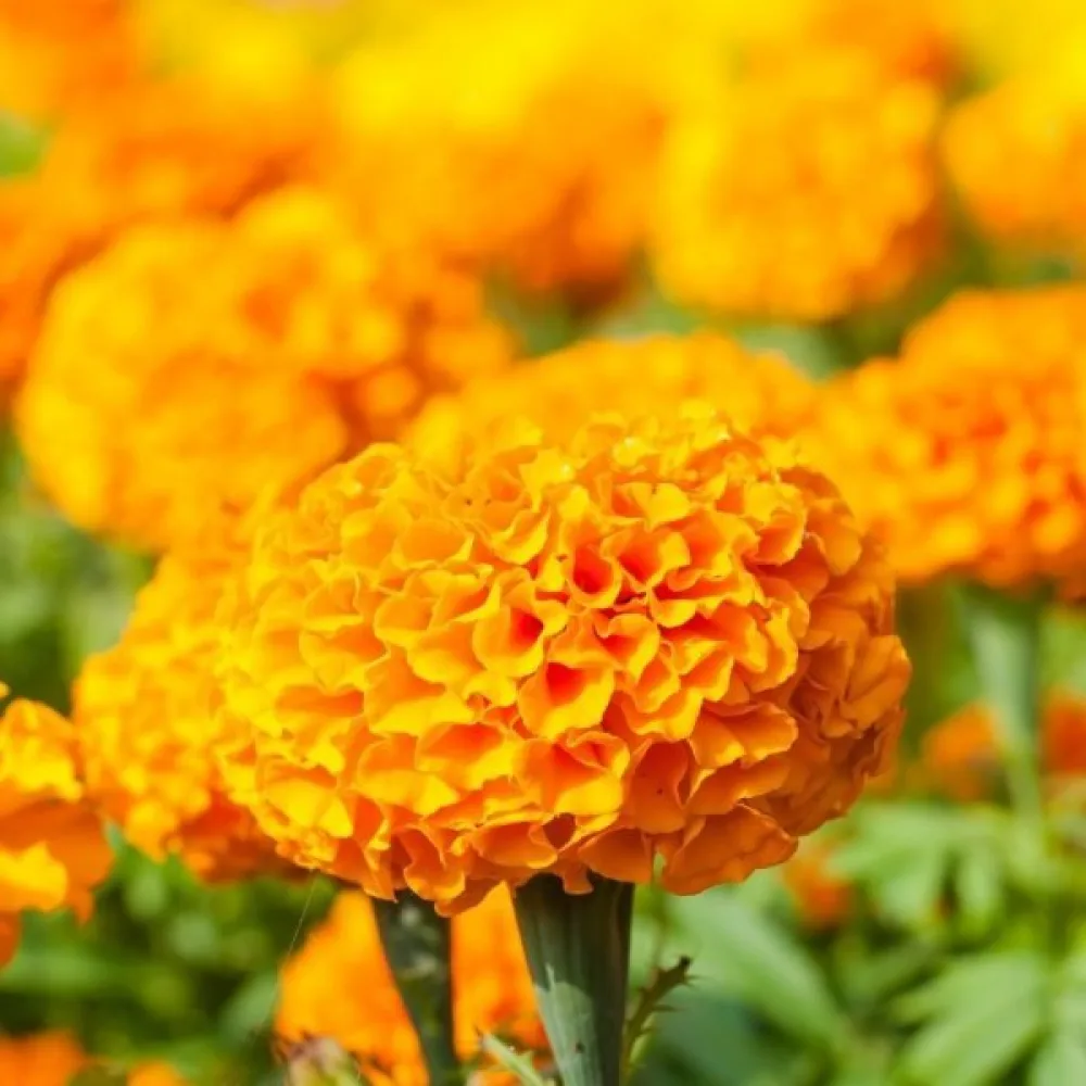 Afrikansk tagetes 'Orangeprinz'
