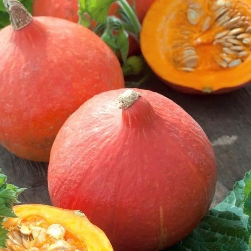 Pumpa 'Justynka F1'