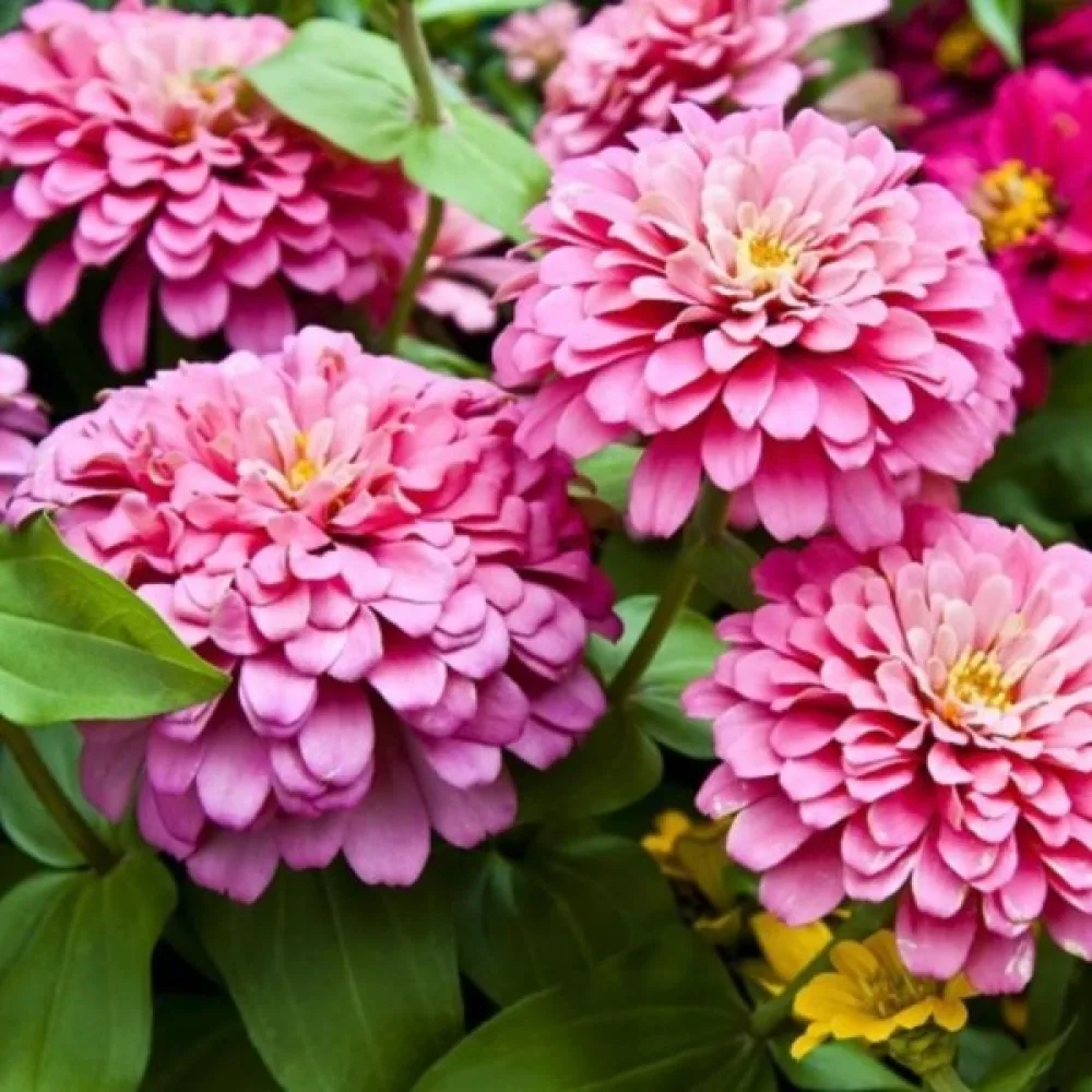 Zinnia 'Super Yoga Carmine'
