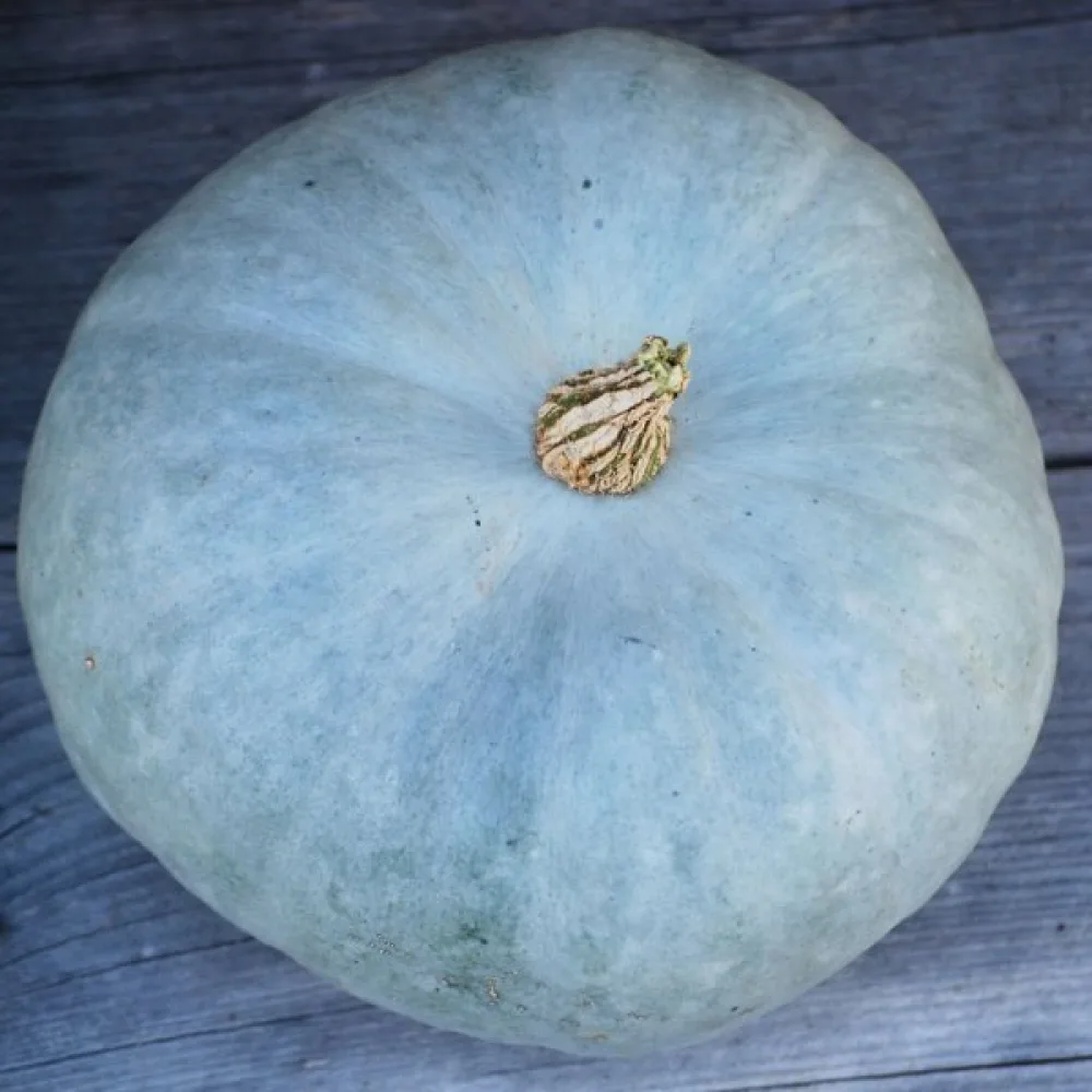 Pumpa 'Bleu de Hongrie'