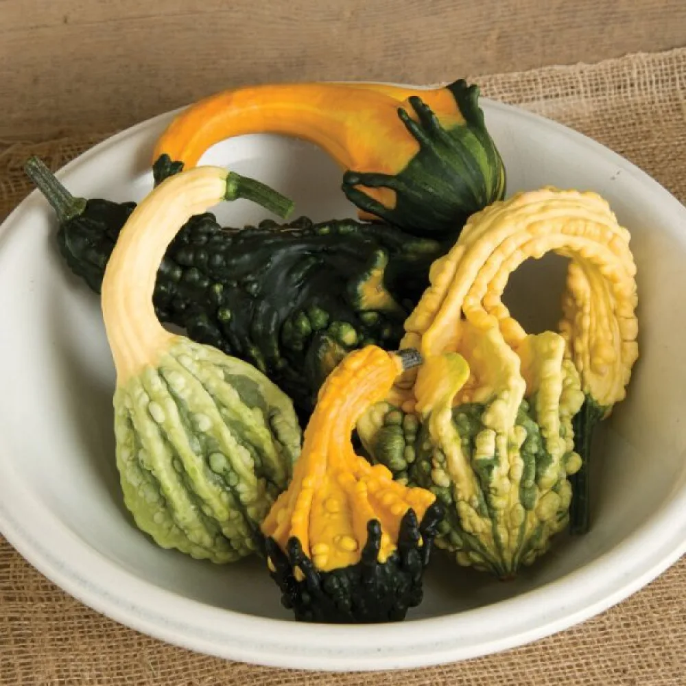 Pumpa 'Autumn Wings'