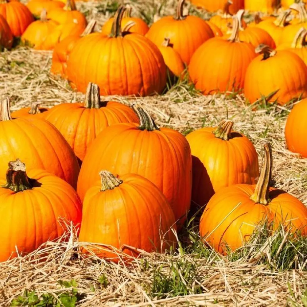 Pumpa 'Jack O'Lantern'