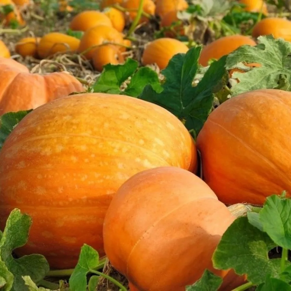 Pumpa 'Bambino'