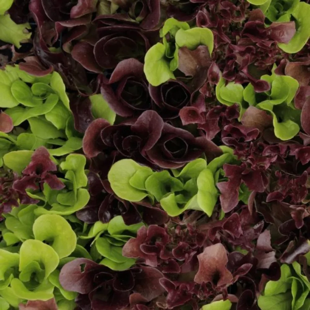 Plocksallad 'Salad Bowl' – mix